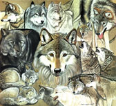 Wolf Collage